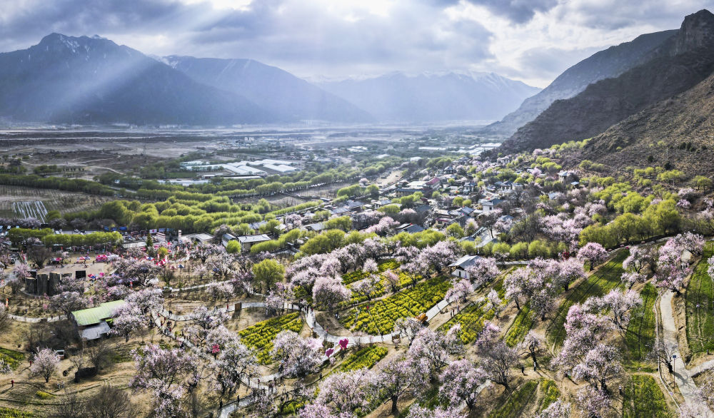 嘎拉村桃花（無人機照片）。嘎拉村緊鄰川藏公路，被稱為西藏“桃花第一村”。圖片來源 新華社
